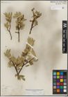 Foto von Salix lemmonii Bebb